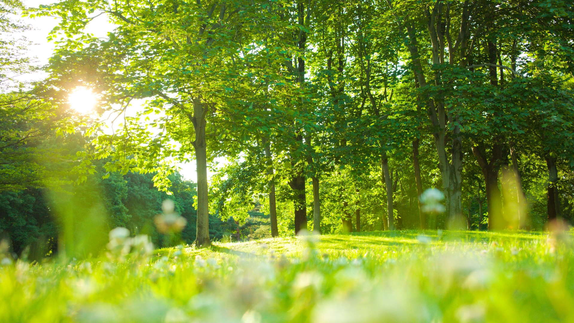 Về Nhà sáng lập Ecopark